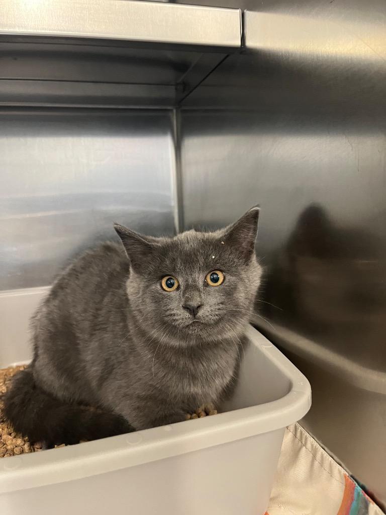 Enlarge pepper, a Adopted mixed breed in Mineral, VA image 1/1