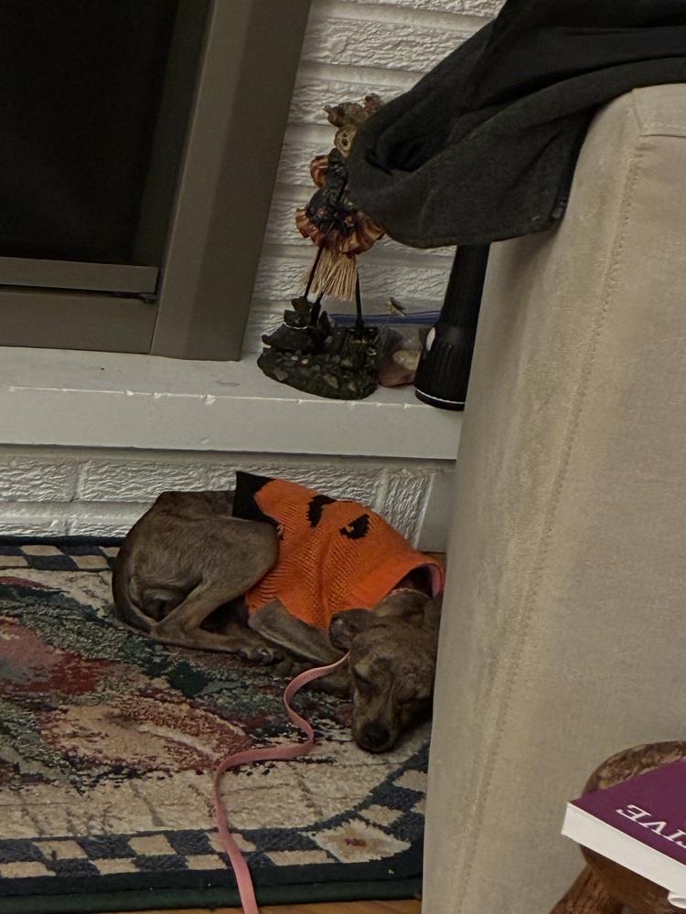 Cider, Adoptable, Adult Female Chihuahua.