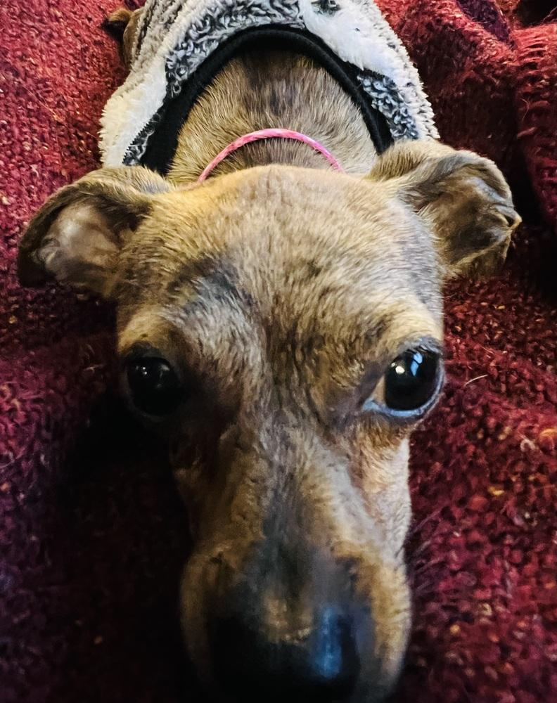 Cider, a Adoptable mixed breed in Mundelein, IL image 2/6