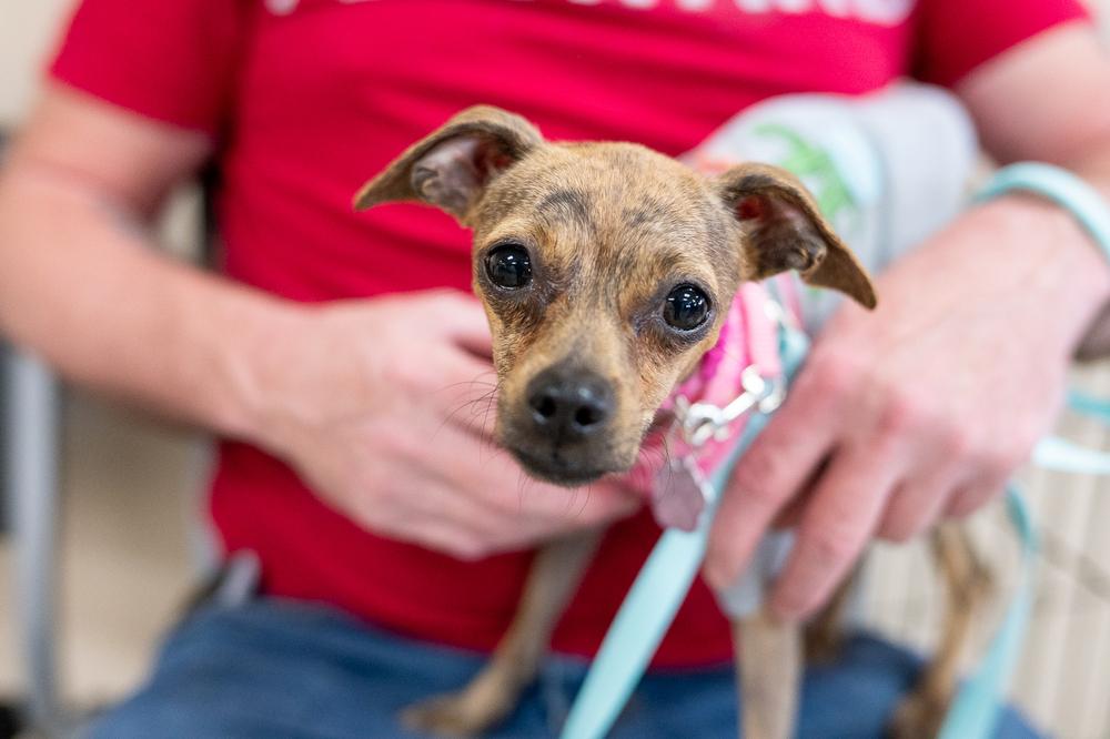 Cider, a Adoptable mixed breed in Mundelein, IL image 3/6