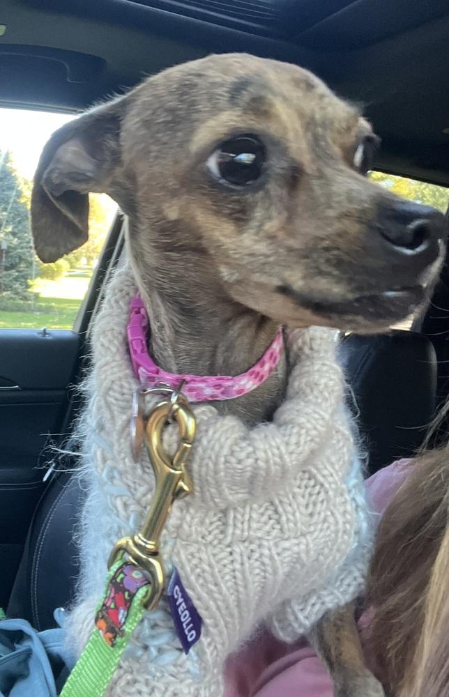 Cider, a Adoptable mixed breed in Mundelein, IL image 4/6