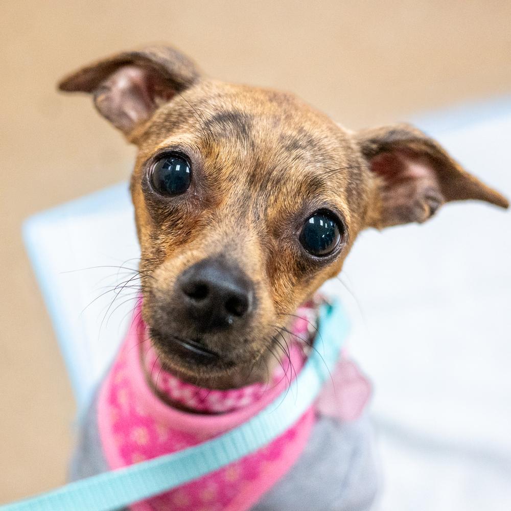 Cider, a Adoptable mixed breed in Mundelein, IL image 5/6