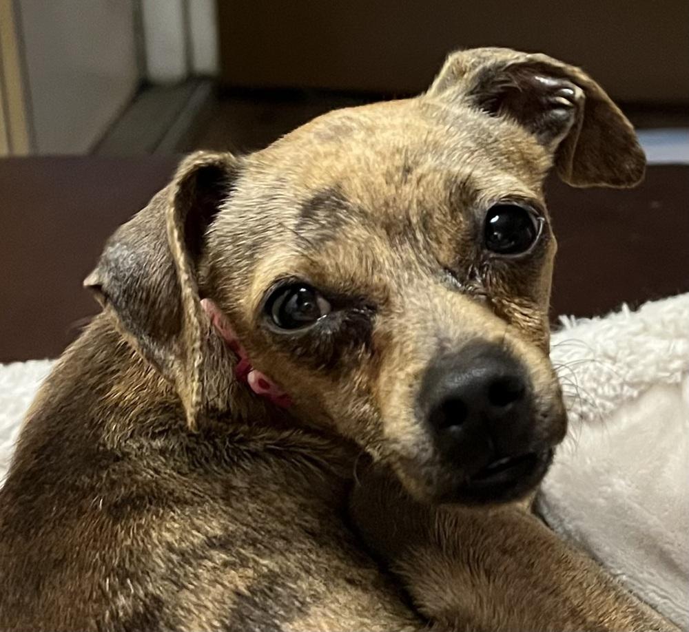 Cider, a Adoptable mixed breed in Mundelein, IL image 6/6