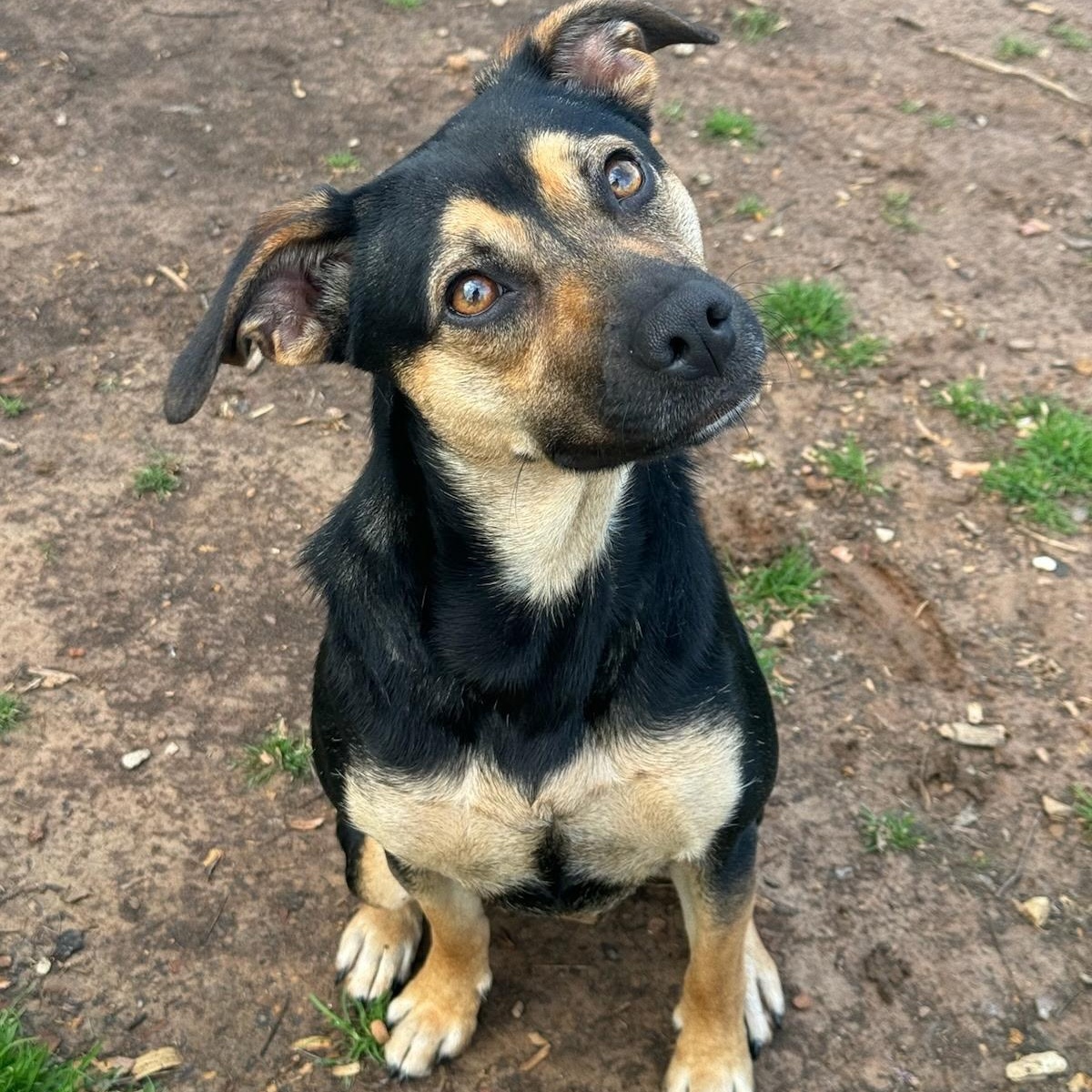 Enlarge Paige: Ready for the Good Life, a Adoptable mixed breed in Pennington, NJ image 1/4
