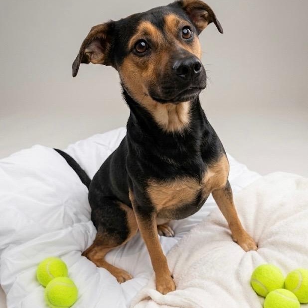 Enlarge Paige: Ready for the Good Life, a Adoptable mixed breed in Pennington, NJ image 4/4