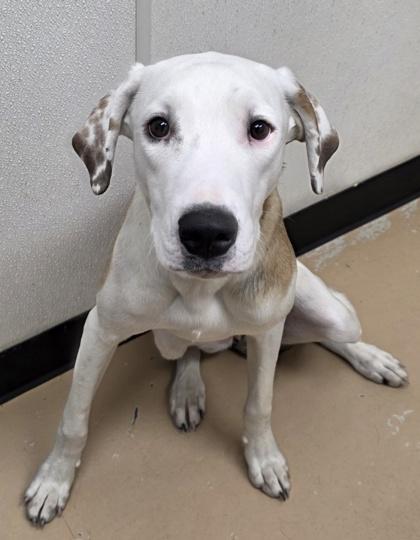 Lucy, Adoptable, Adult Female Pit Bull Terrier & Cattle Dog.