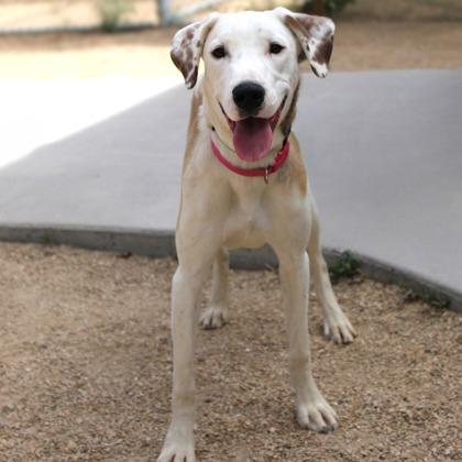 Enlarge Lucy, a Adoptable mixed breed in Phoenix, AZ image 2/2