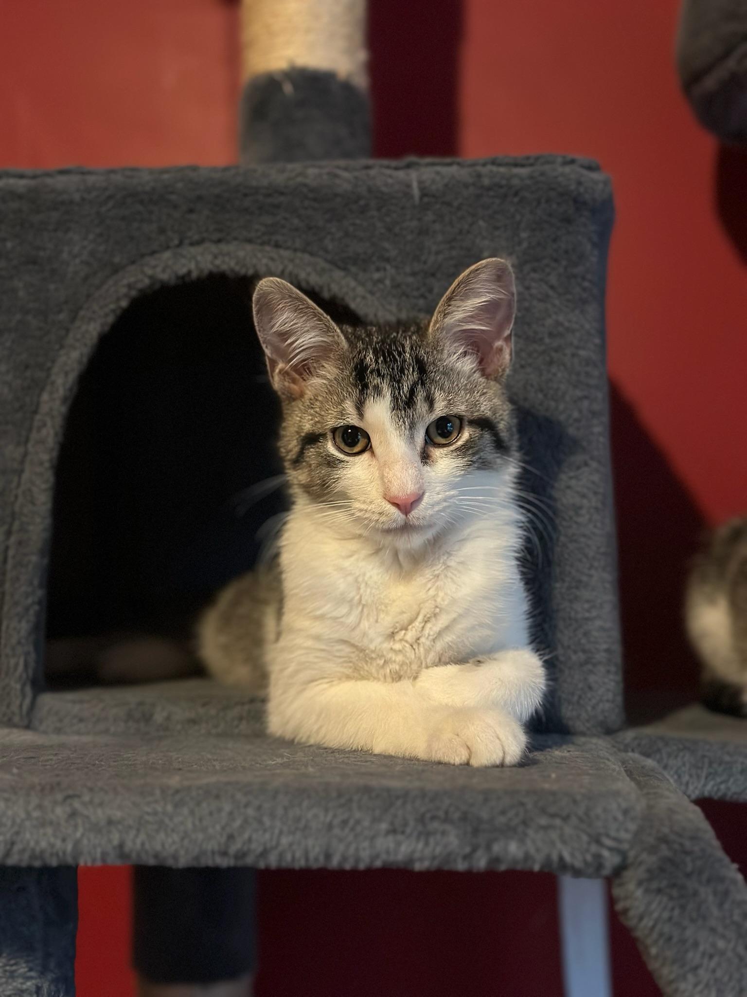Vangeance, a Adoptable Domestic Short Hair in Hartville, OH image 3/5