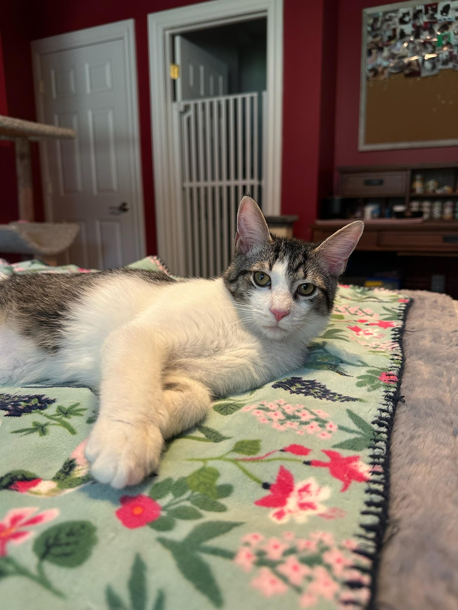 Vangeance, a Adoptable Domestic Short Hair in Hartville, OH image 4/5