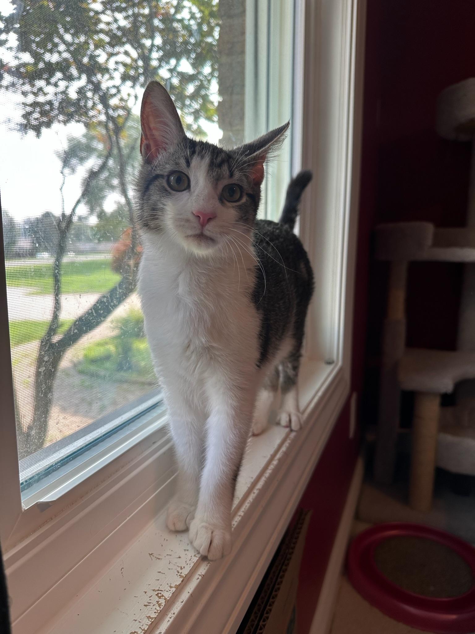 Vangeance, a Adoptable Domestic Short Hair in Hartville, OH image 5/5