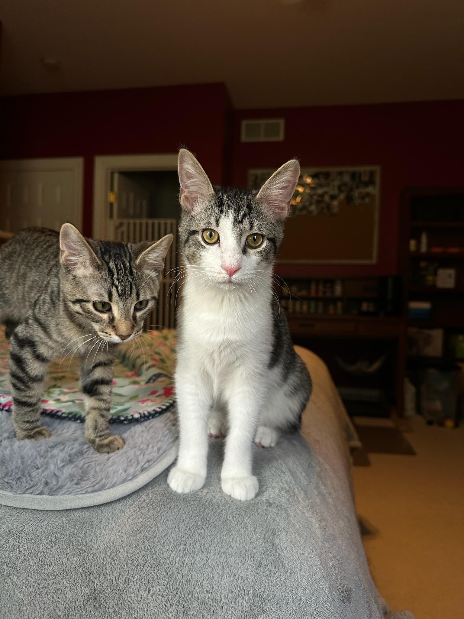 Vangeance, a Adoptable Domestic Short Hair in Hartville, OH image 2/5