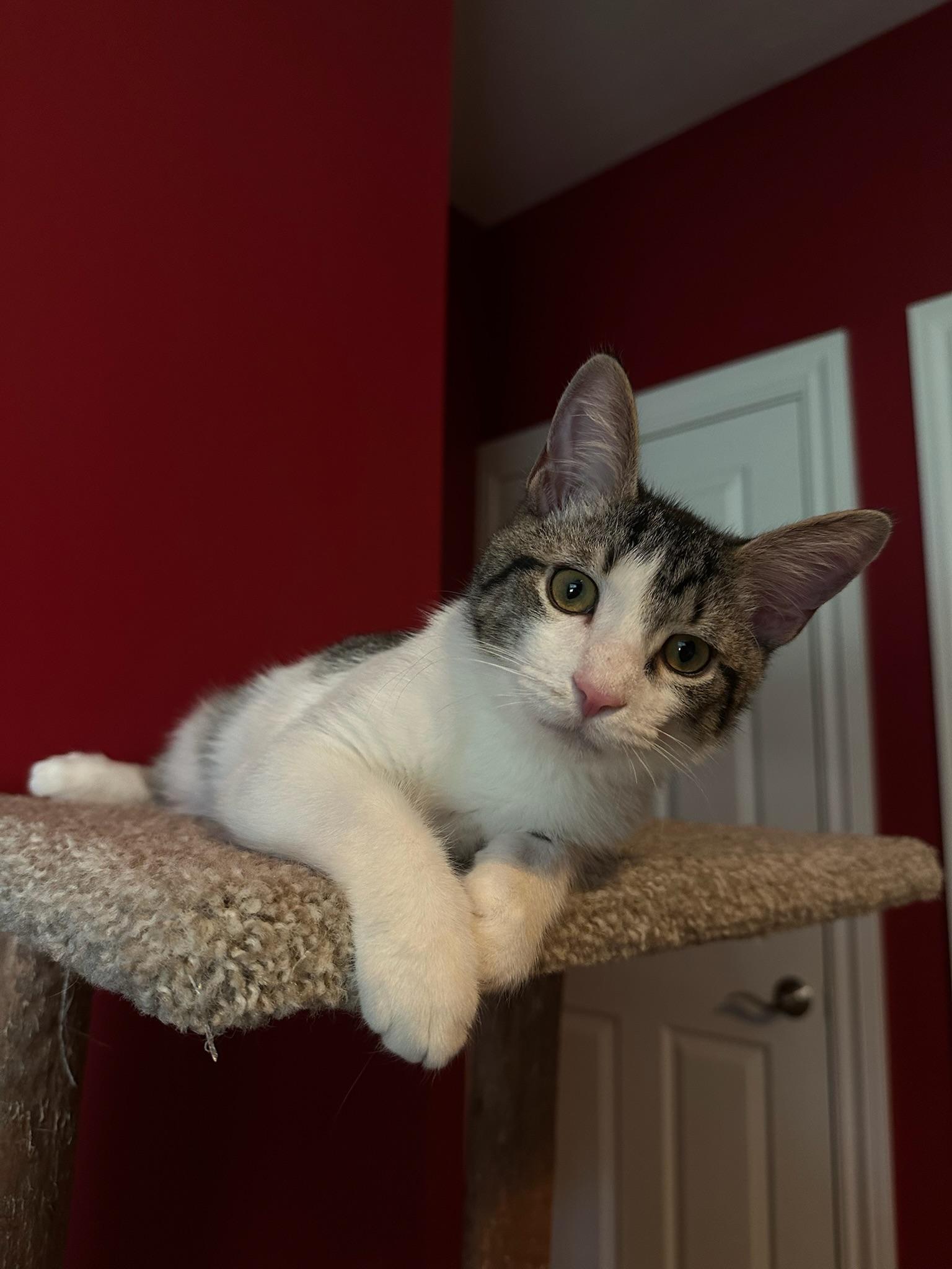 Vangeance, Adoptable, Kitten Male Domestic Short Hair.