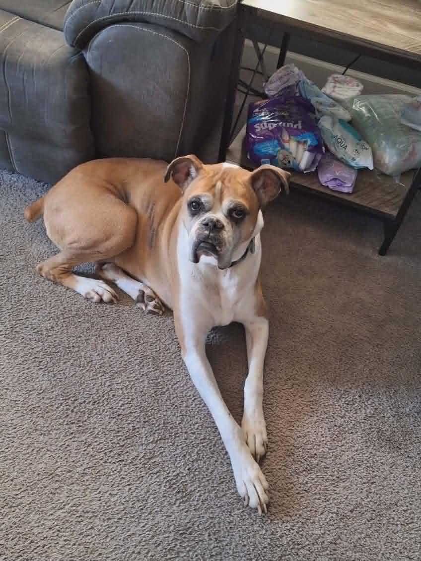 Yeti, Adoptable, Senior Male Boxer.