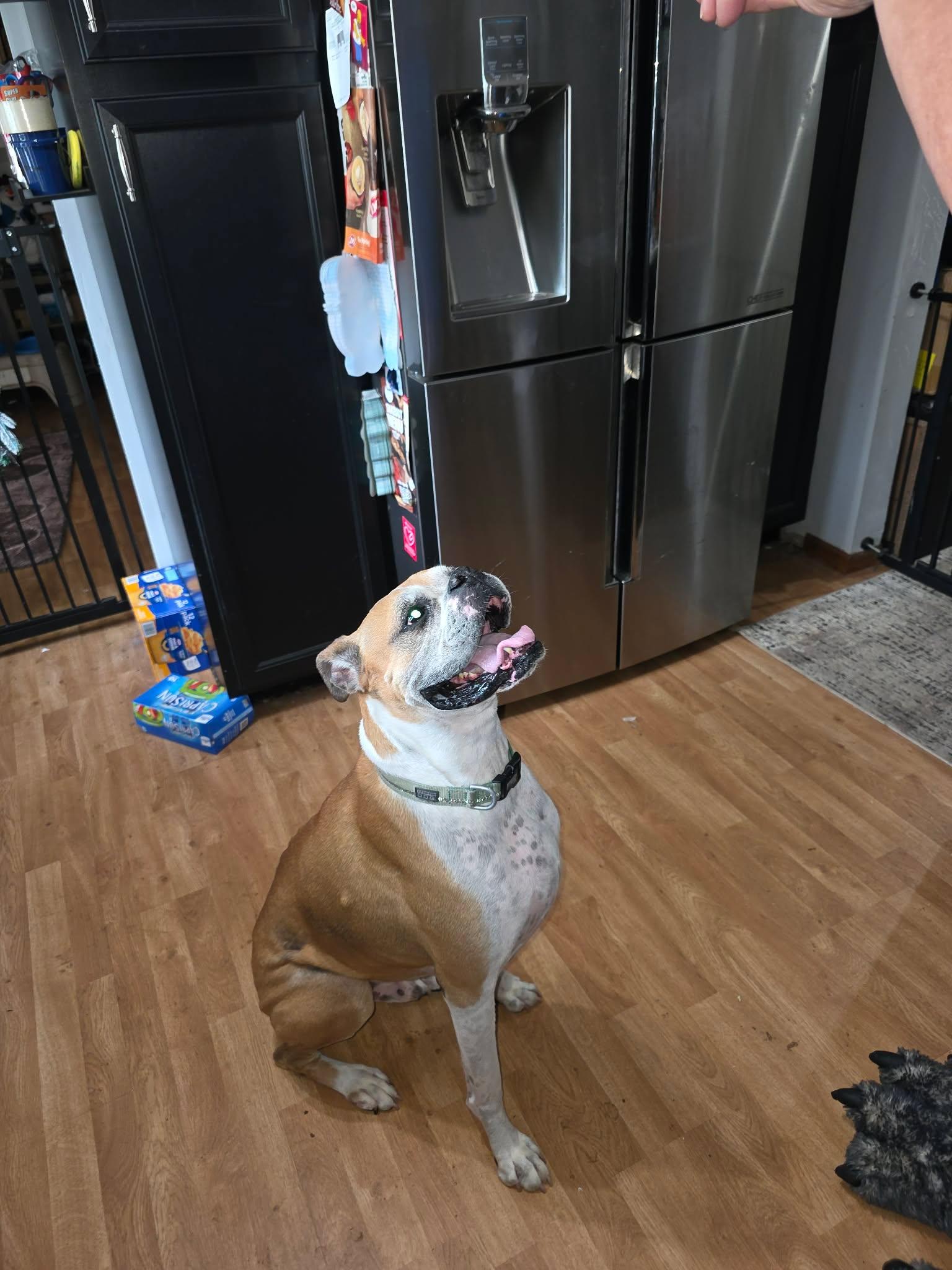 Yeti, a Adoptable Boxer in Owatonna, MN image 2/3