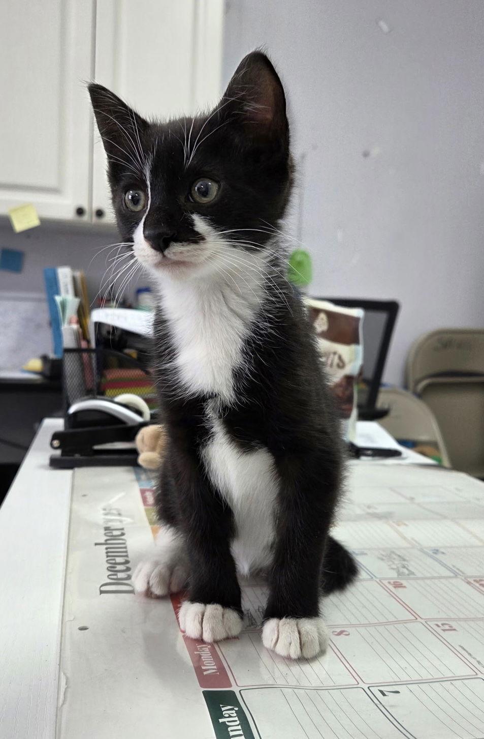 Enlarge Oliver, a Adoptable Domestic Short Hair in Toms River, NJ image 1/2