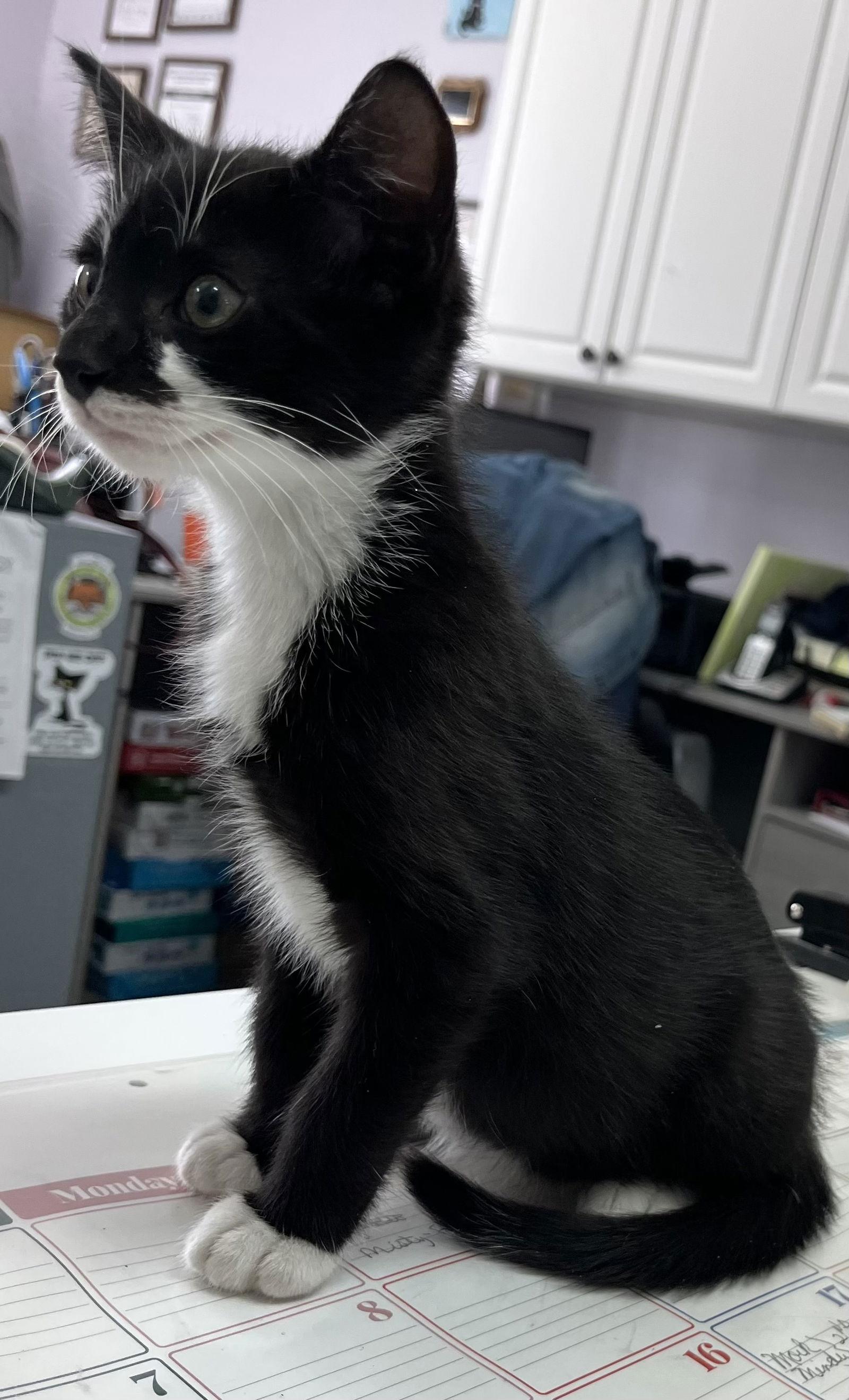 Enlarge Oliver, a Adoptable Domestic Short Hair in Toms River, NJ image 2/2