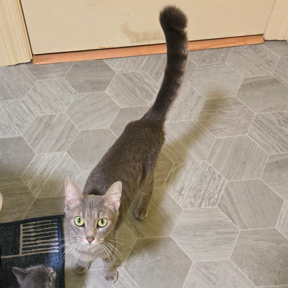 Enlarge Stonington Gray, a Adoptable Domestic Short Hair in Brownsboro, AL image 1/6