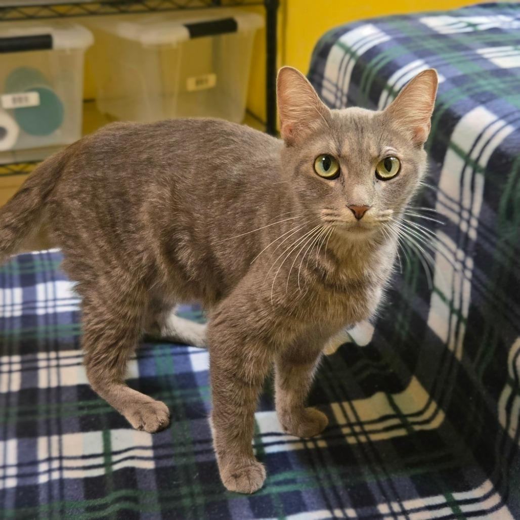Enlarge Stonington Gray, a Adoptable Domestic Short Hair in Brownsboro, AL image 2/6