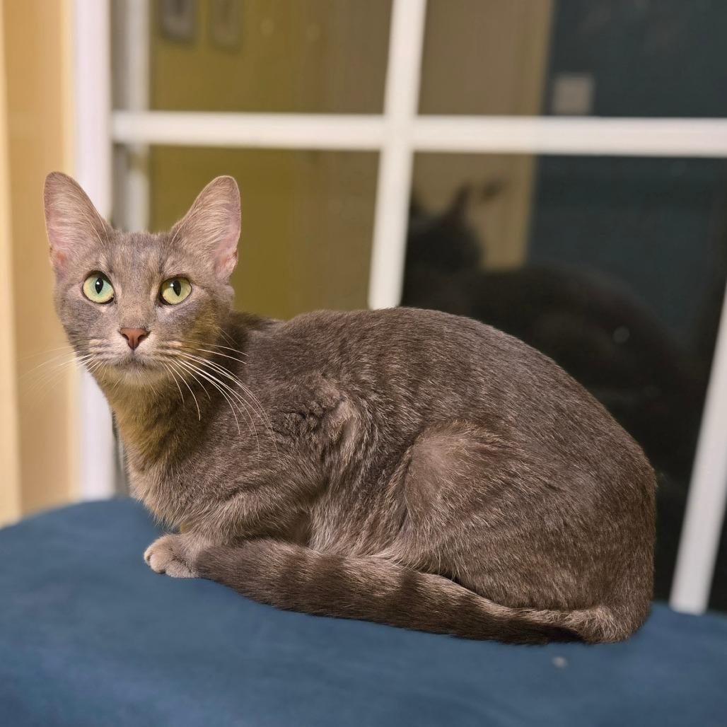 Enlarge Stonington Gray, a Adoptable Domestic Short Hair in Brownsboro, AL image 3/6