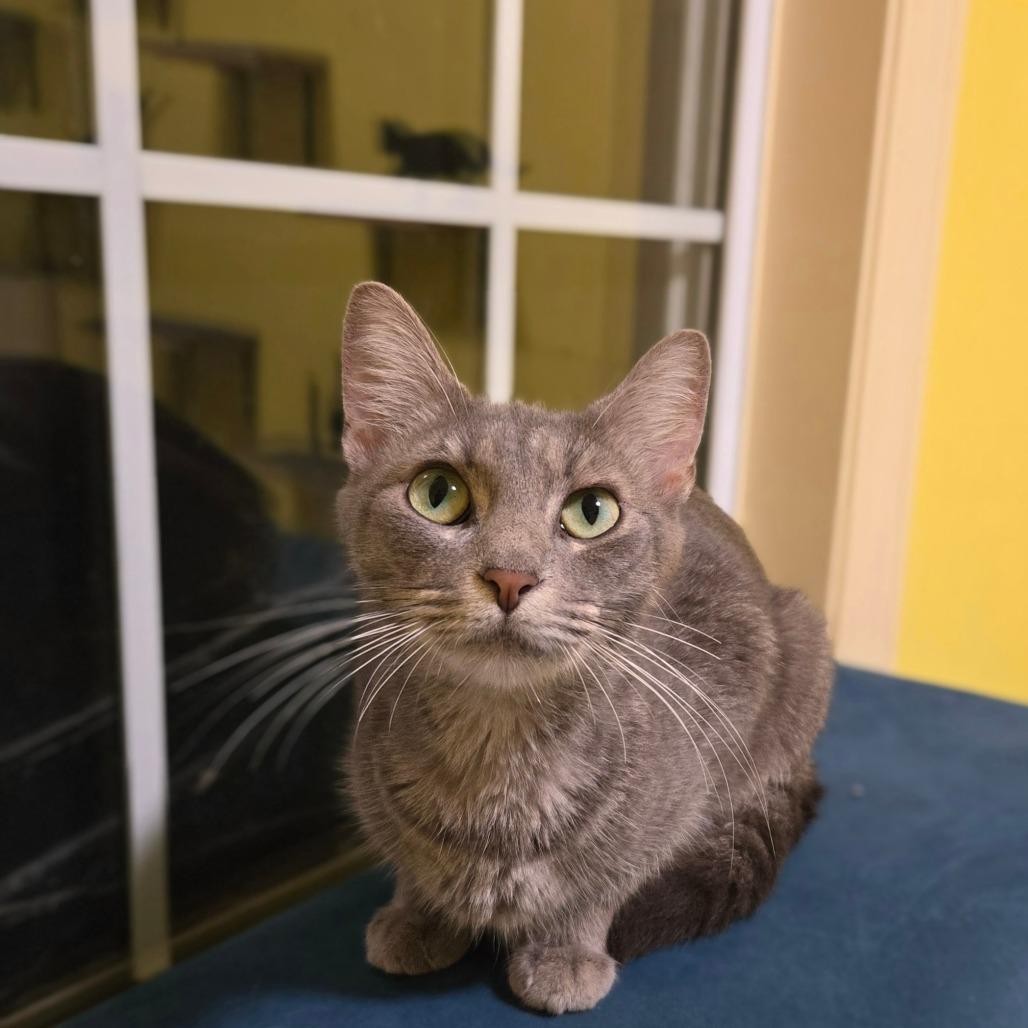 Enlarge Stonington Gray, a Adoptable Domestic Short Hair in Brownsboro, AL image 4/6