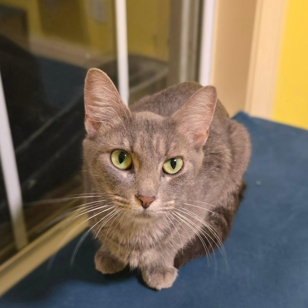Enlarge Stonington Gray, a Adoptable Domestic Short Hair in Brownsboro, AL image 5/6