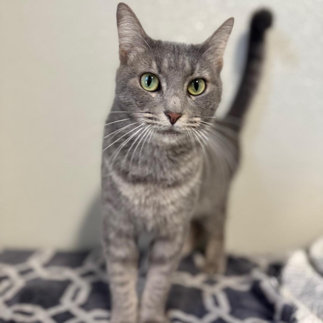 Enlarge Stonington Gray, a Adoptable Domestic Short Hair in Brownsboro, AL image 6/6