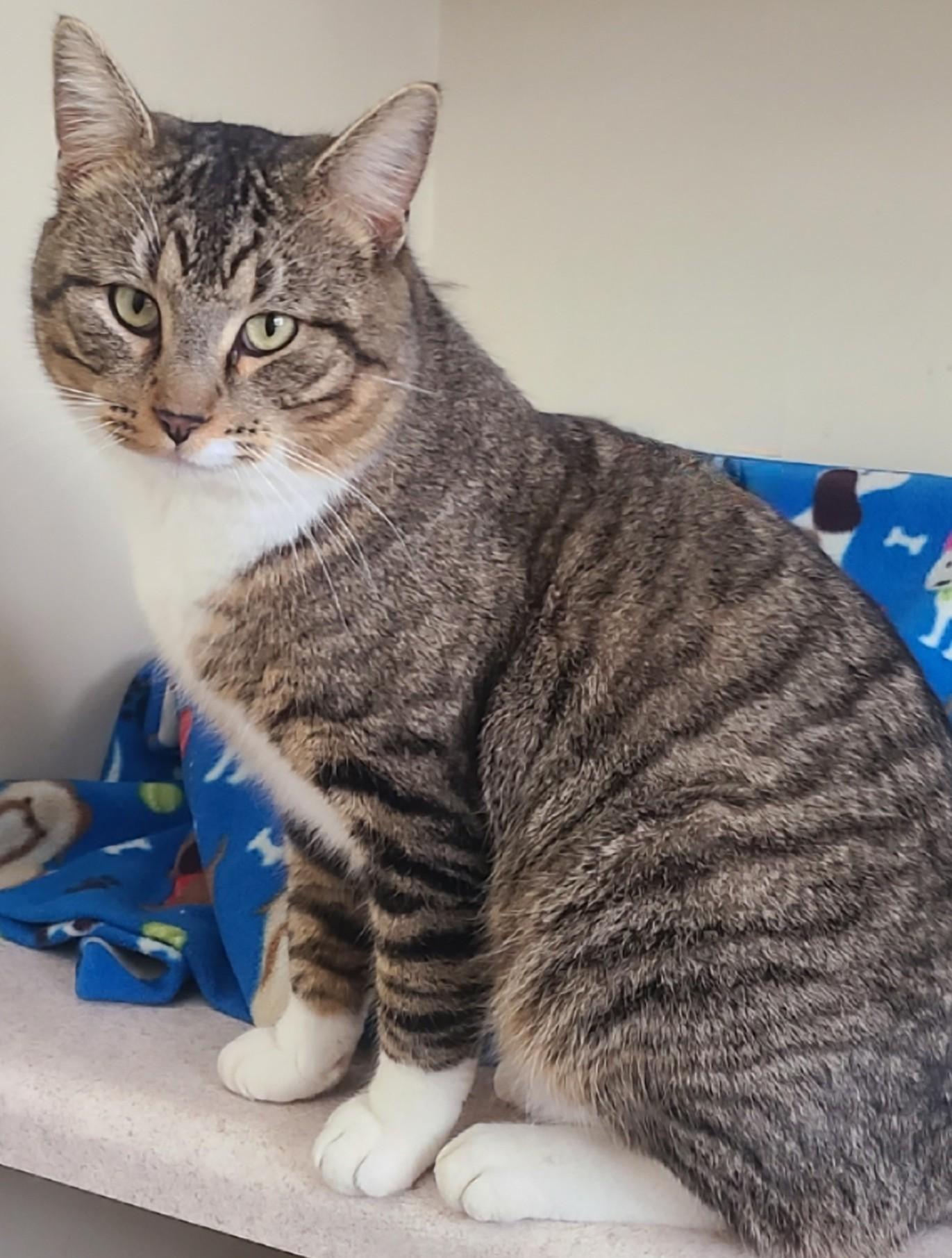 Enlarge Chance, a ADOPTABLE Domestic Short Hair in Elizabeth, IL image 2/2