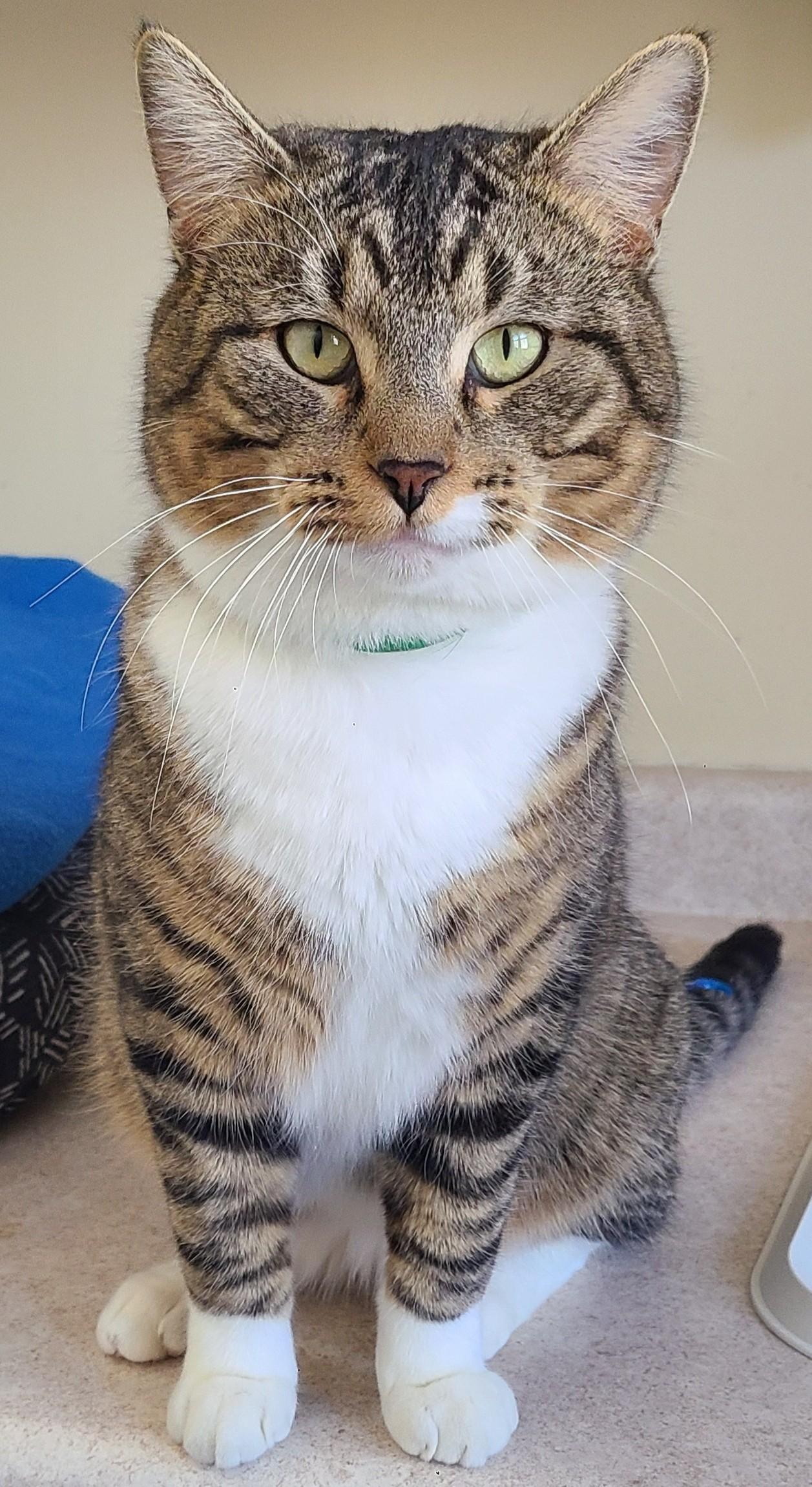 Chance, ADOPTABLE, Adult Male Domestic Short Hair.