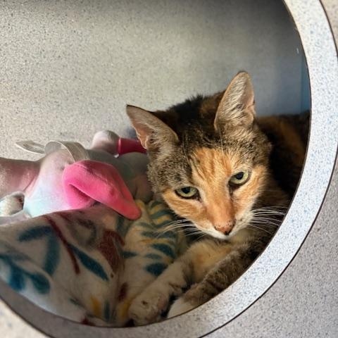 Enlarge Dolly, a Adoptable Domestic Short Hair in Grass Valley, CA image 1/1