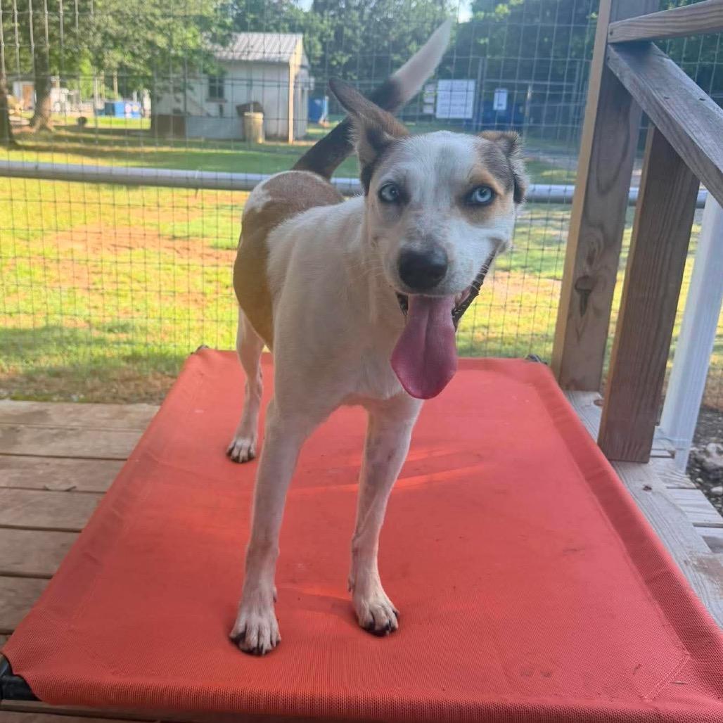 Milo, Adoptable, Young Male Australian Shepherd & Cattle Dog.
