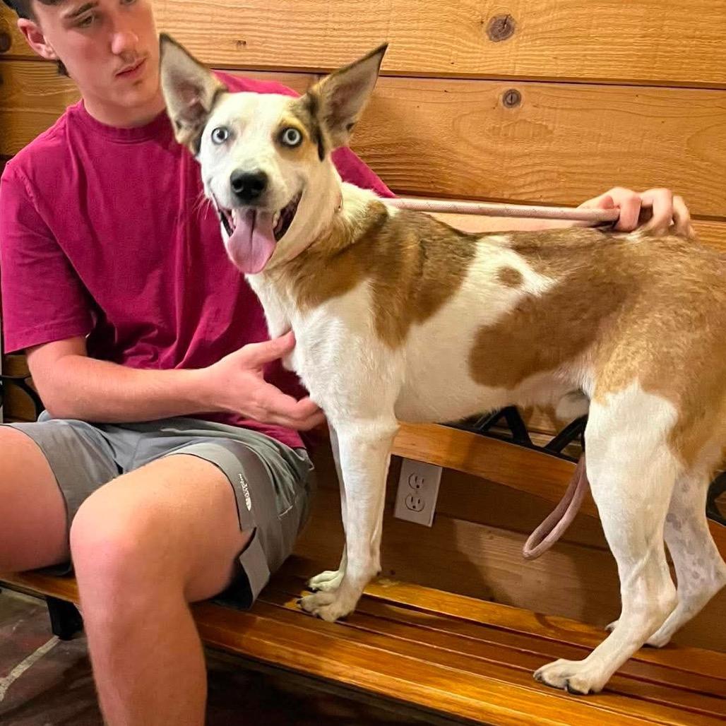 Milo, a Adoptable mixed breed in Spanish Fork, UT image 2/6