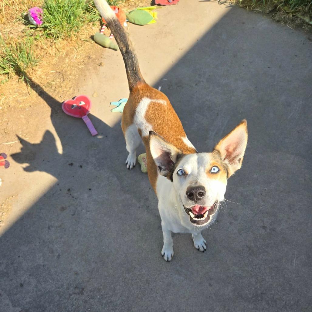 Milo, a Adoptable mixed breed in Spanish Fork, UT image 4/6