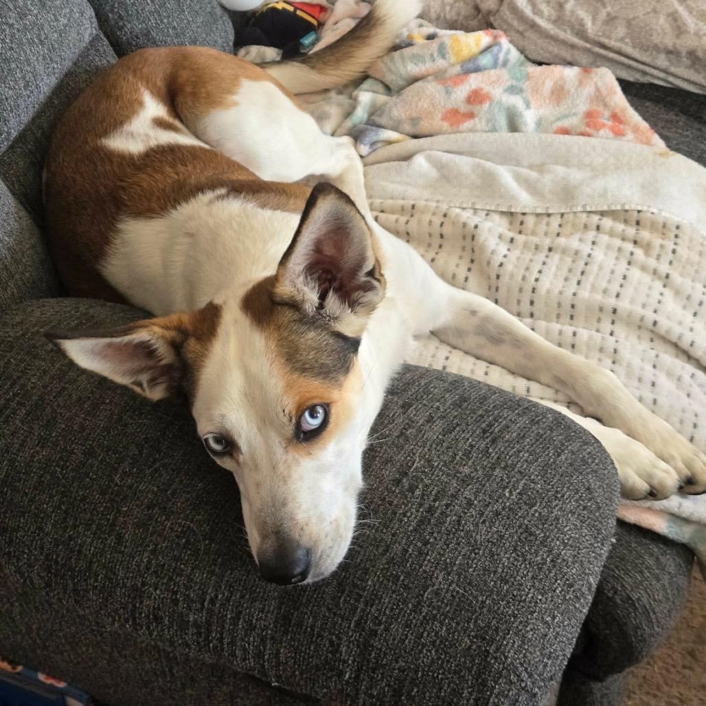 Milo, a Adoptable mixed breed in Spanish Fork, UT image 5/6