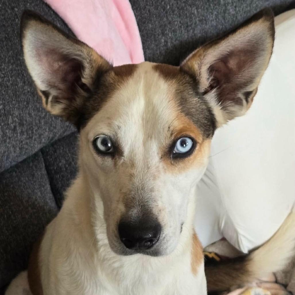 Milo, a Adoptable mixed breed in Spanish Fork, UT image 6/6