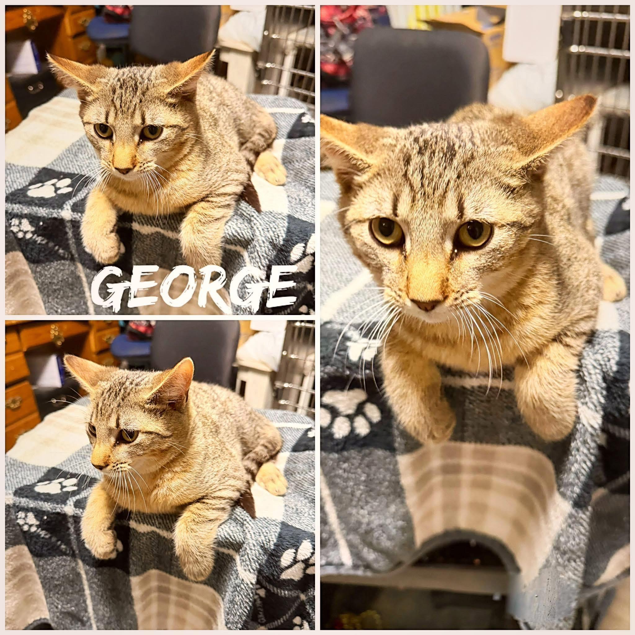 George, adopted, Young Male Domestic Short Hair.