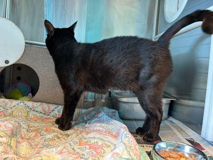 Clawdia, Adoptable, Adult Female Domestic Short Hair & Domestic Short Hair.