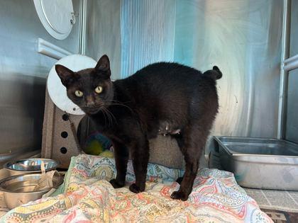 Enlarge Clawdia, a Adoptable mixed breed in Gray, LA image 2/2