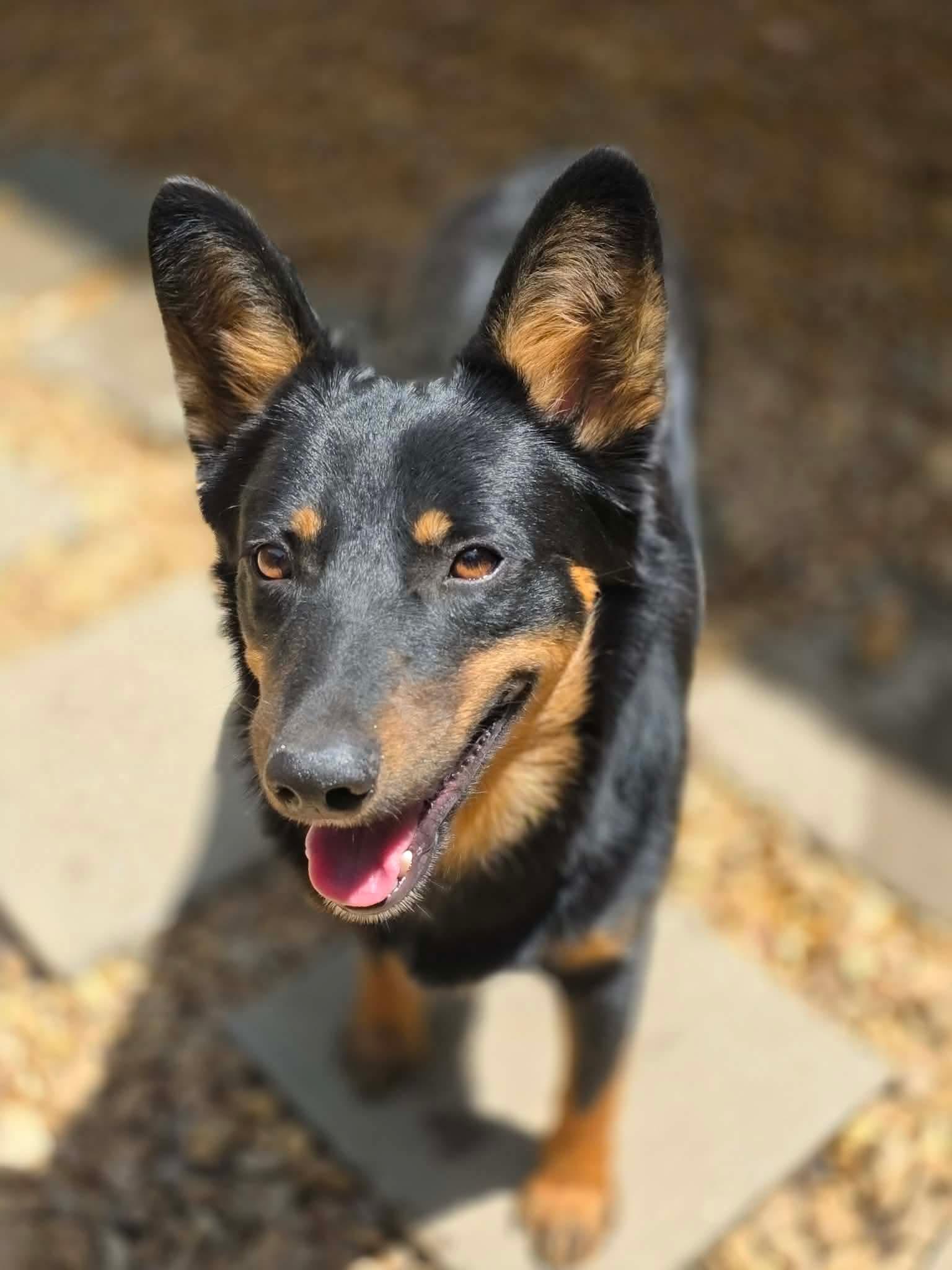 Dingo, a Adoptable mixed breed in Eatontown, NJ image 2/4