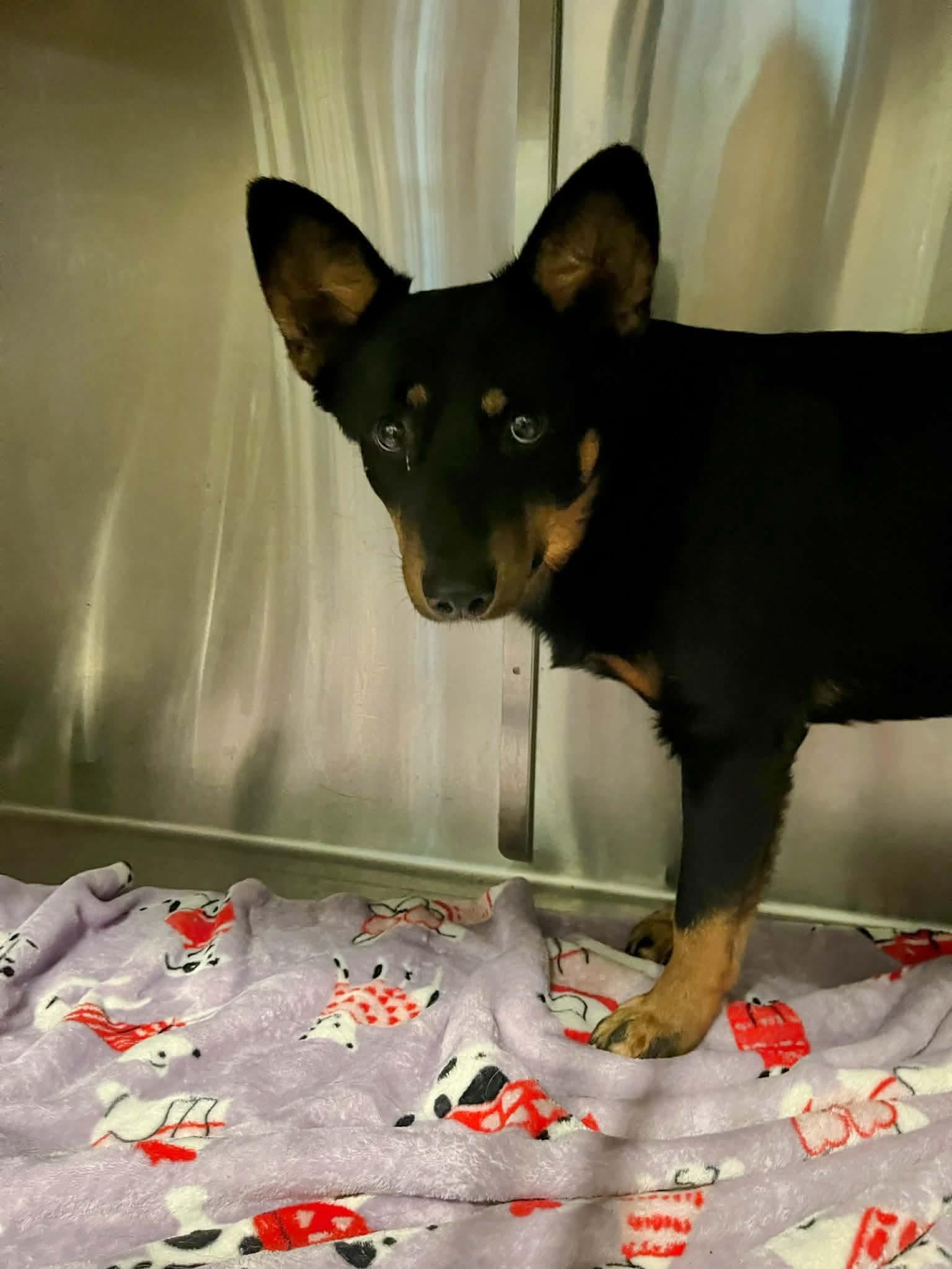 Dingo, a Adoptable mixed breed in Eatontown, NJ image 3/4