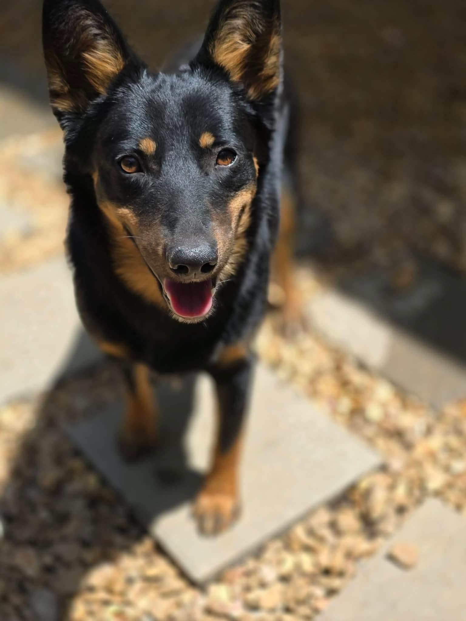 Dingo, a Adoptable mixed breed in Eatontown, NJ image 4/4