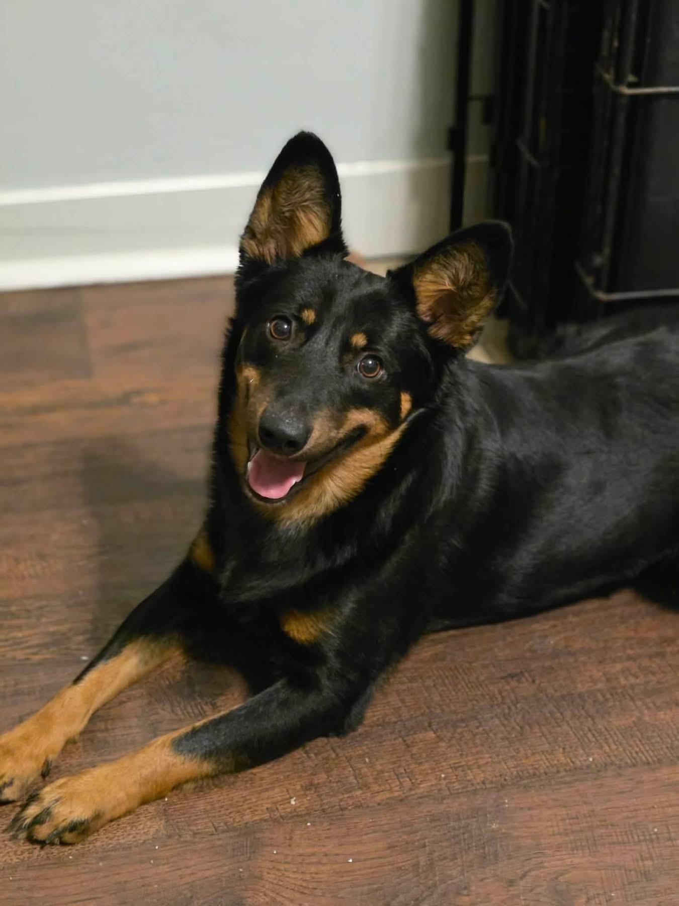 Enlarge Dingo, a Adoptable mixed breed in Eatontown, NJ image 1/2
