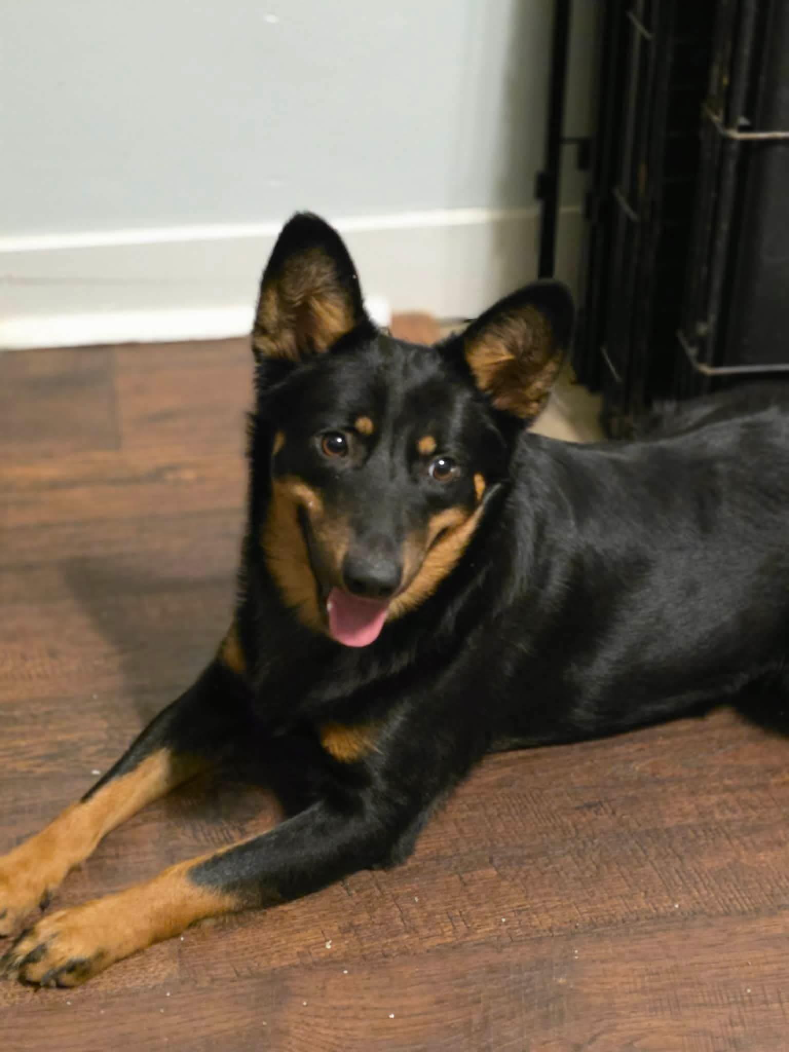 Enlarge Dingo, a Adoptable mixed breed in Eatontown, NJ image 2/2