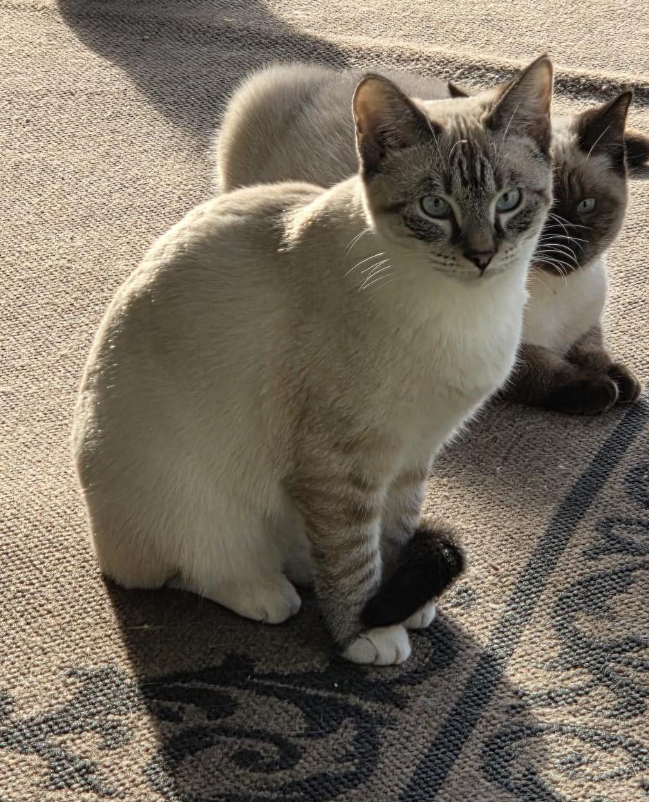 Enlarge Ashlynn, a ADOPTABLE mixed breed in Carthage, NC image 1/4