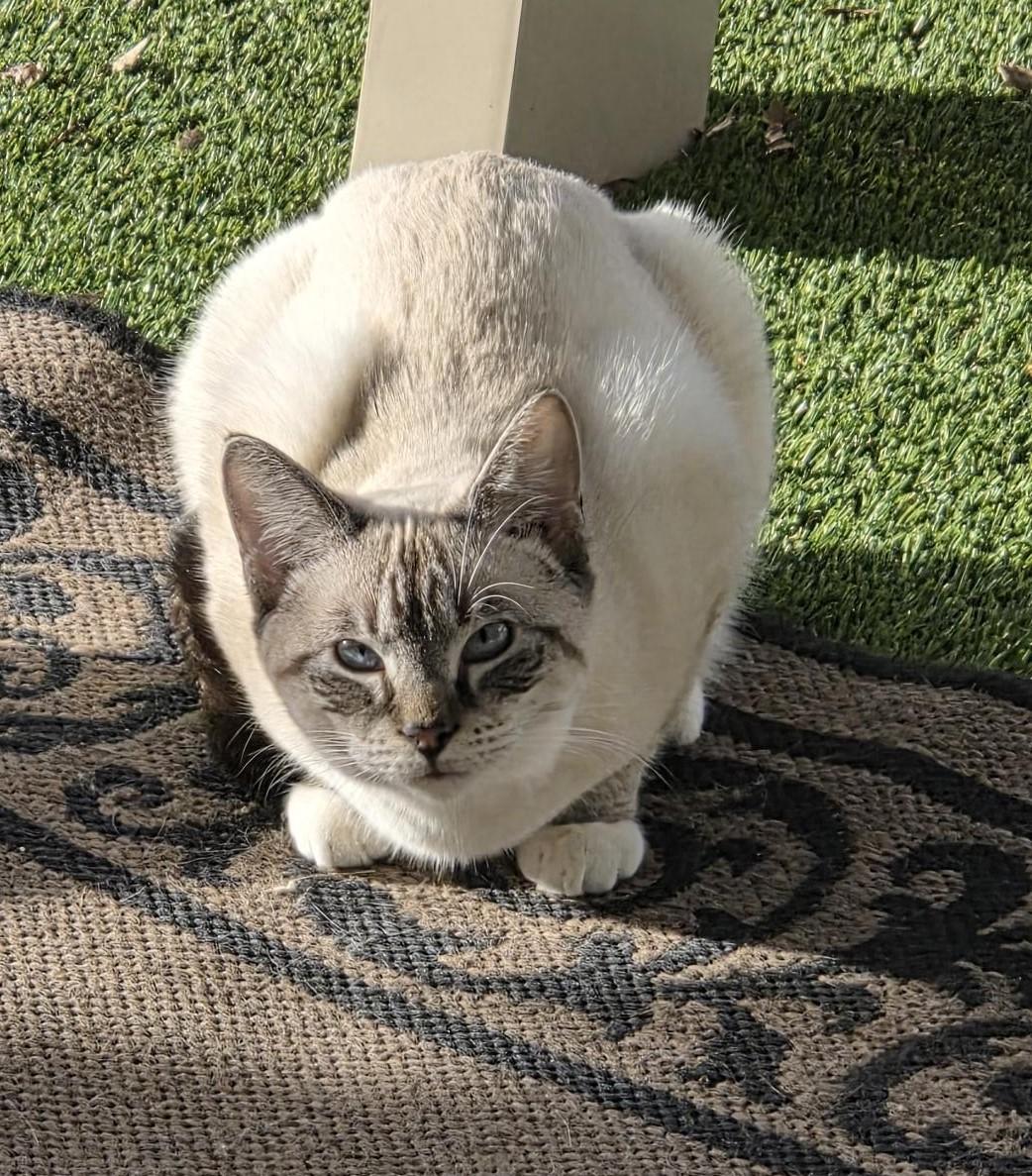 Enlarge Ashlynn, a ADOPTABLE mixed breed in Carthage, NC image 2/4