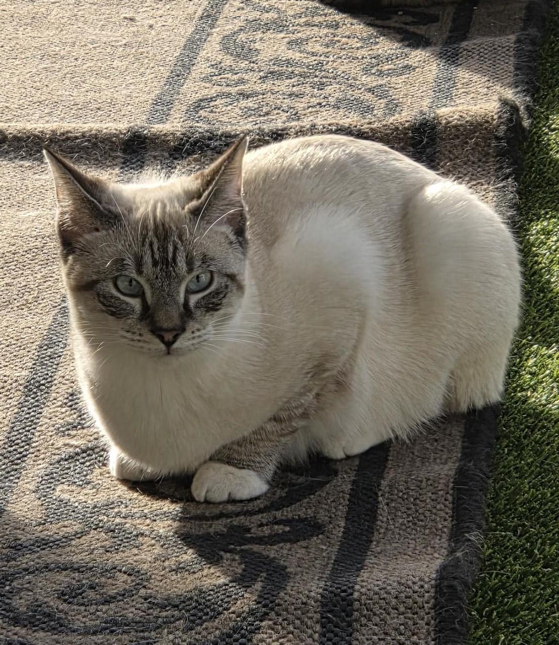 Ashlynn, ADOPTABLE, Young Female Domestic Short Hair & Siamese.