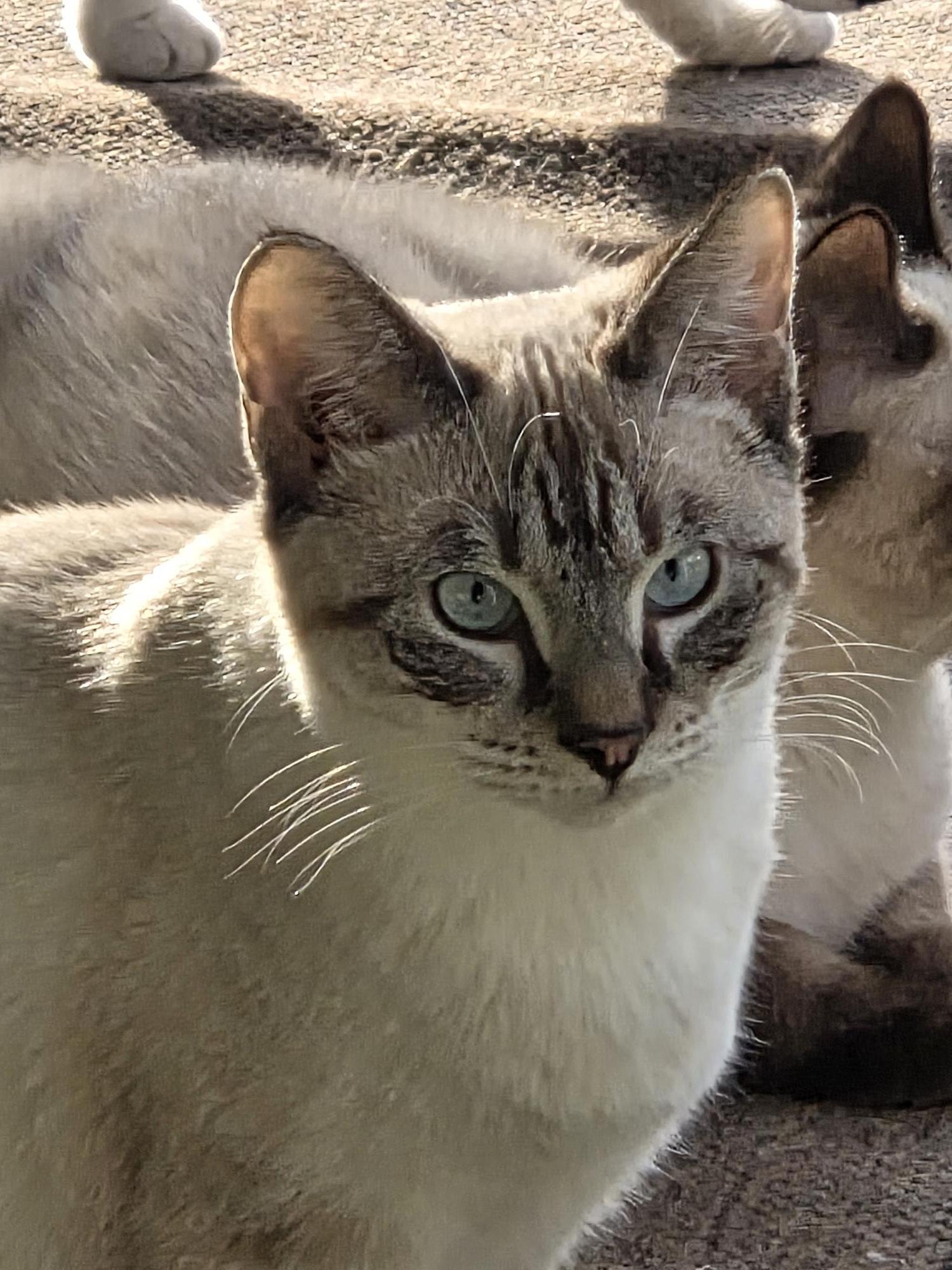 Enlarge Ashlynn, a ADOPTABLE mixed breed in Carthage, NC image 4/4