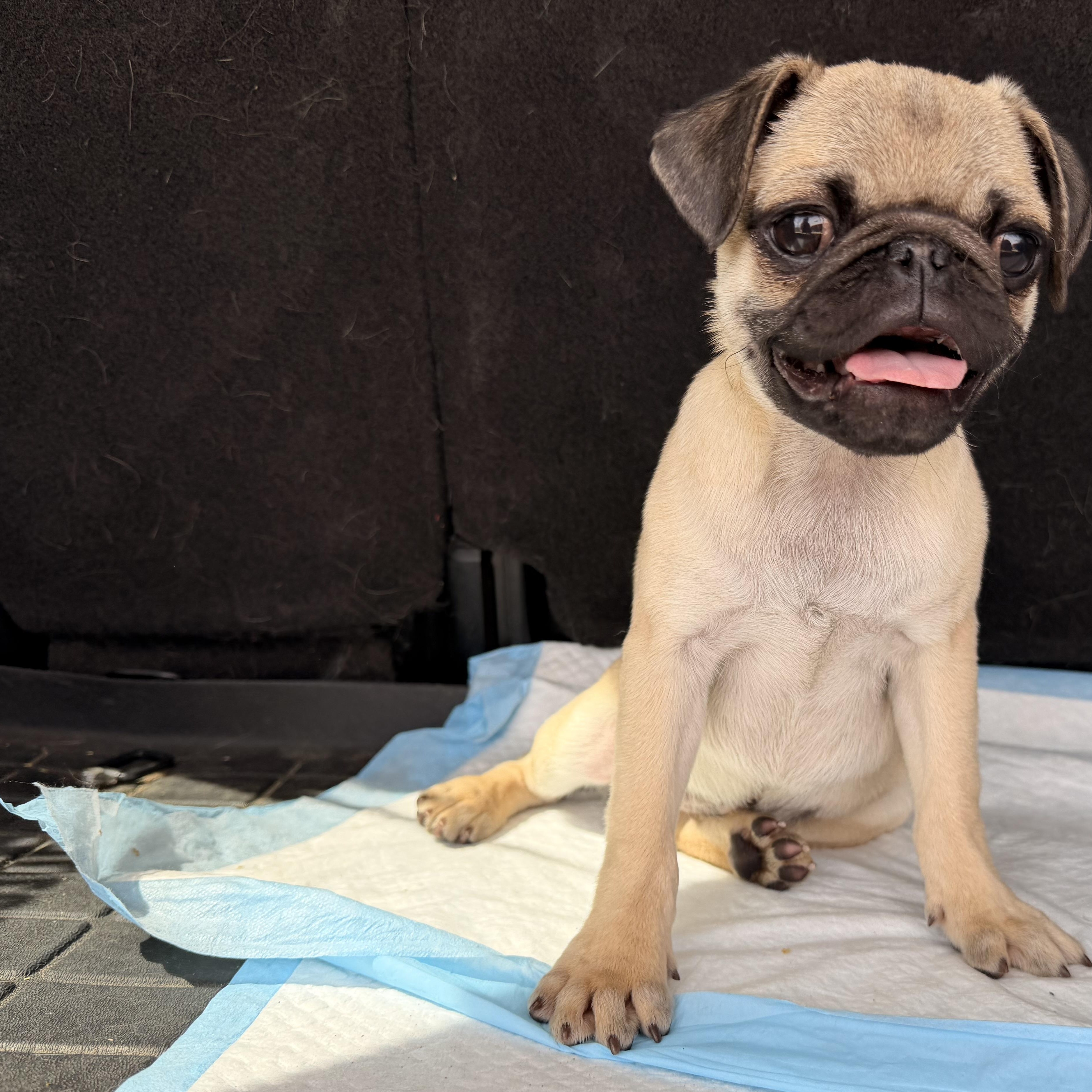 Enlarge Bubba , a ADOPTABLE Pug in ontario, CA image 4/5