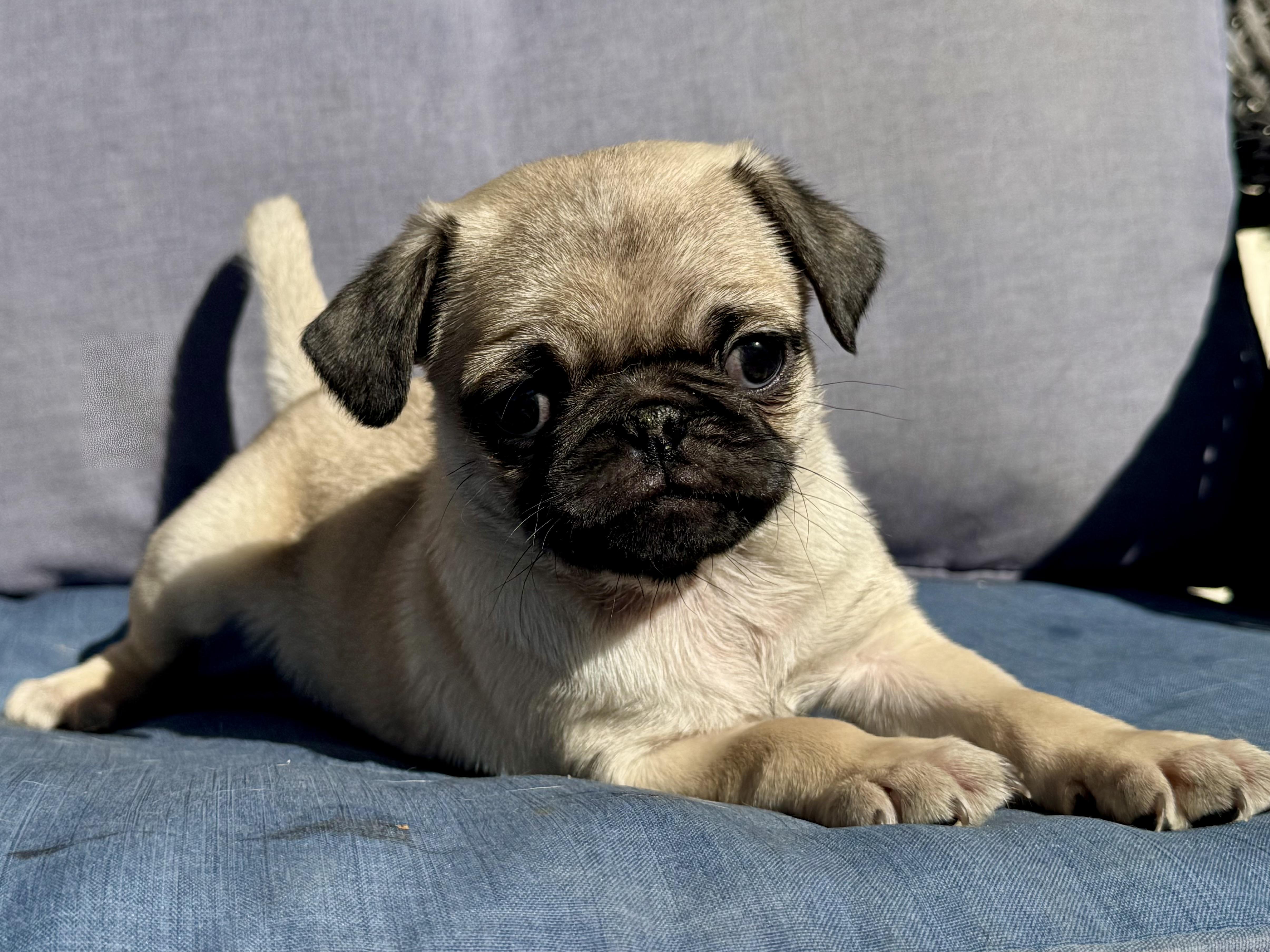 Bubba , a ADOPTABLE Pug in ontario, CA image 2/4