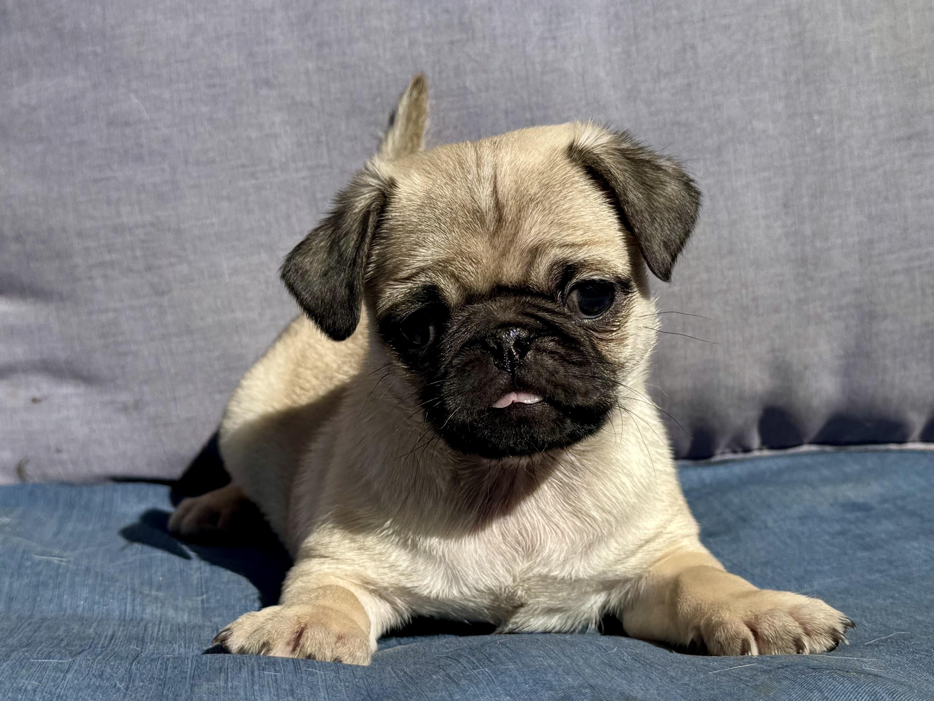 Bubba , a ADOPTABLE Pug in ontario, CA image 1/4