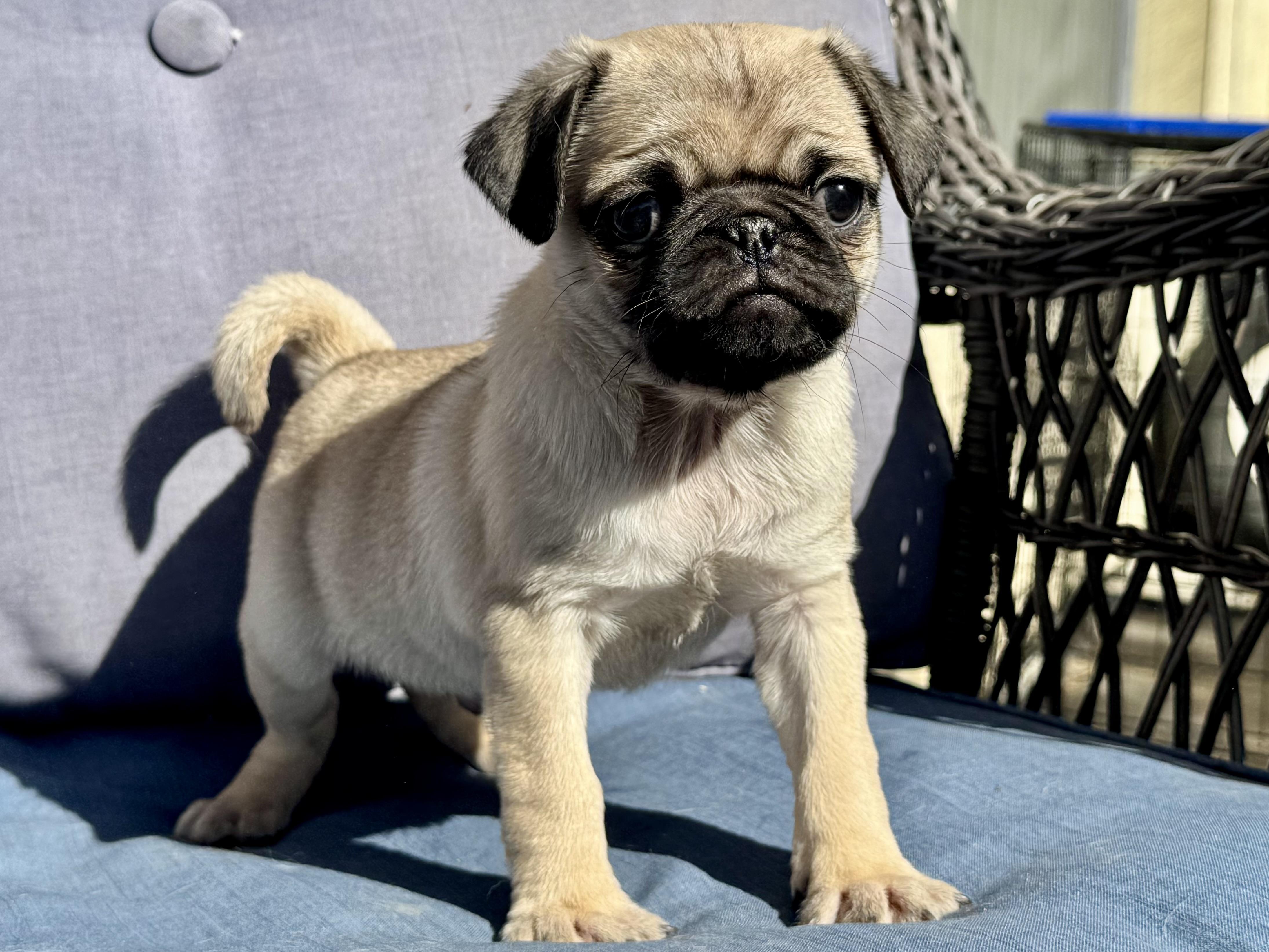 Bubba , a ADOPTABLE Pug in ontario, CA image 3/4